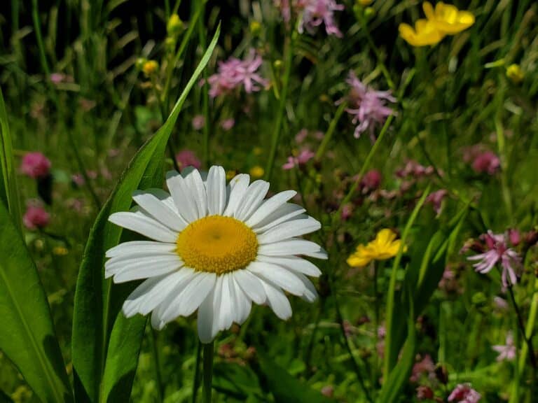 White daisy with wildflowers in the background