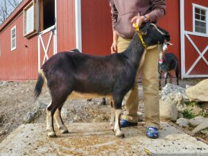 Black Kinder goat do with standard cream markings