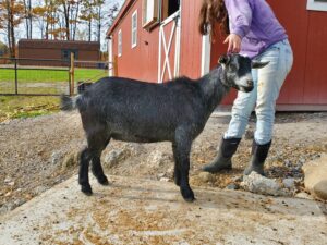 Black agouti Kinder goat doe