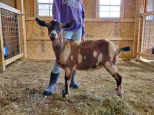 Brown spotted kinder goat doe