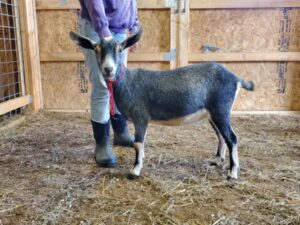 black agouti kinder goat doe