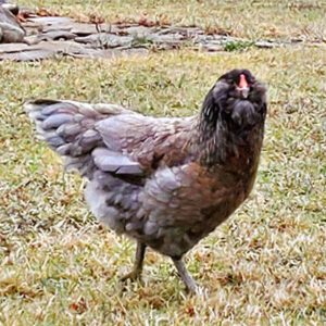 An Ameraucana hen with a beard and muffs.