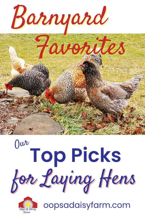 A photo of chickens with the post title "Barnyard Favorites: Our Top Picks for Laying Hens."