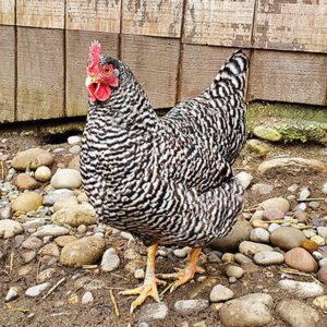 A black and white, Plymouth Barred Rock hen.