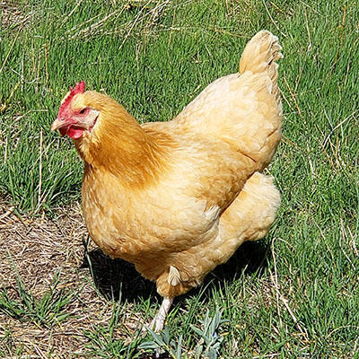 A yellow Buff Orpington hen.