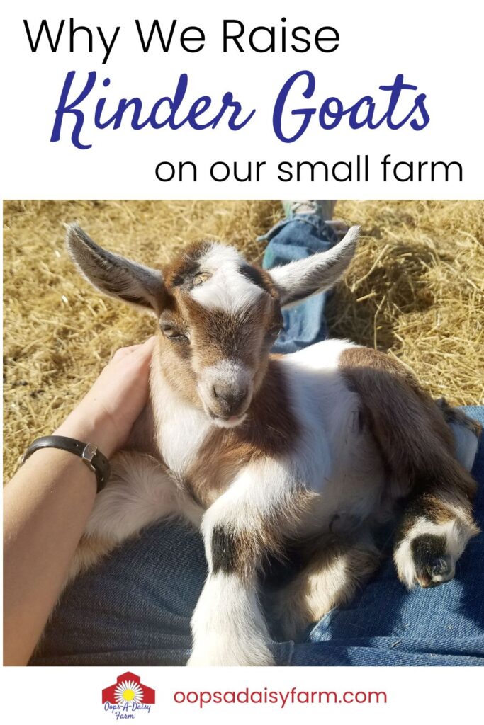 A picture of a baby goat with the article title: Why We Raise Kinder Goats On Our Small Farm.