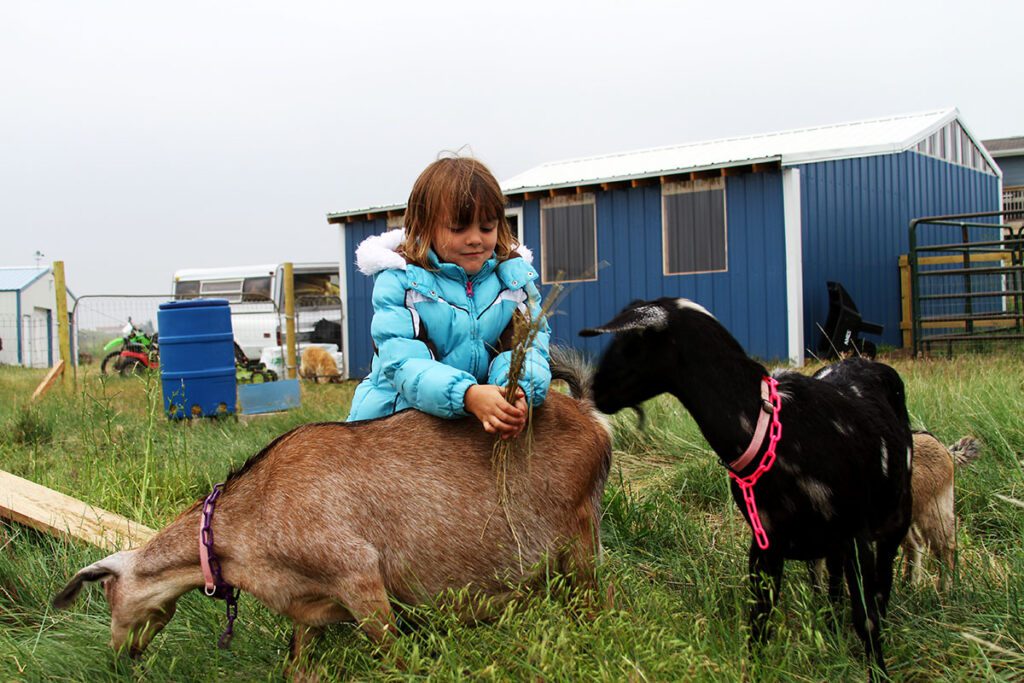 a little girl playing in a pasture with goats.