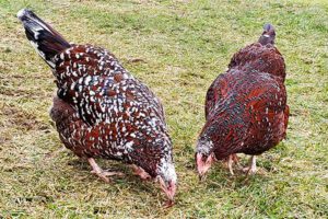 Two Speckled Sussex hens.