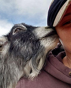 Buck goat smelling his owners hat.