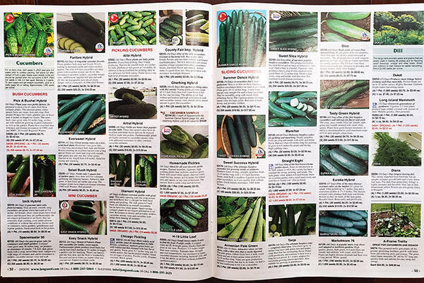 A two-page spread of cucumber varieties in a seed catalog.