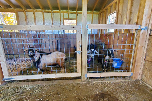 A buck and several does separated for breeding season.