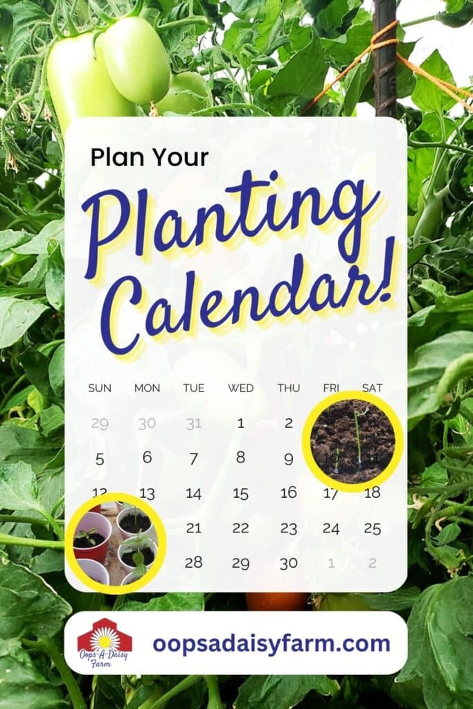 Don't know when to start your vegetable seeds? Using a planting calendar will help you.