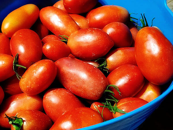 A bucket full of freshly picked tomatoes.