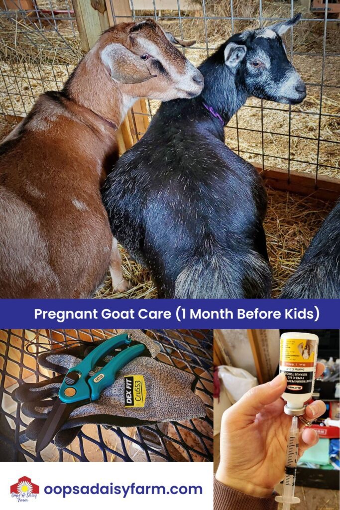 Pregnant Goat Care (1 Month Before Kids)