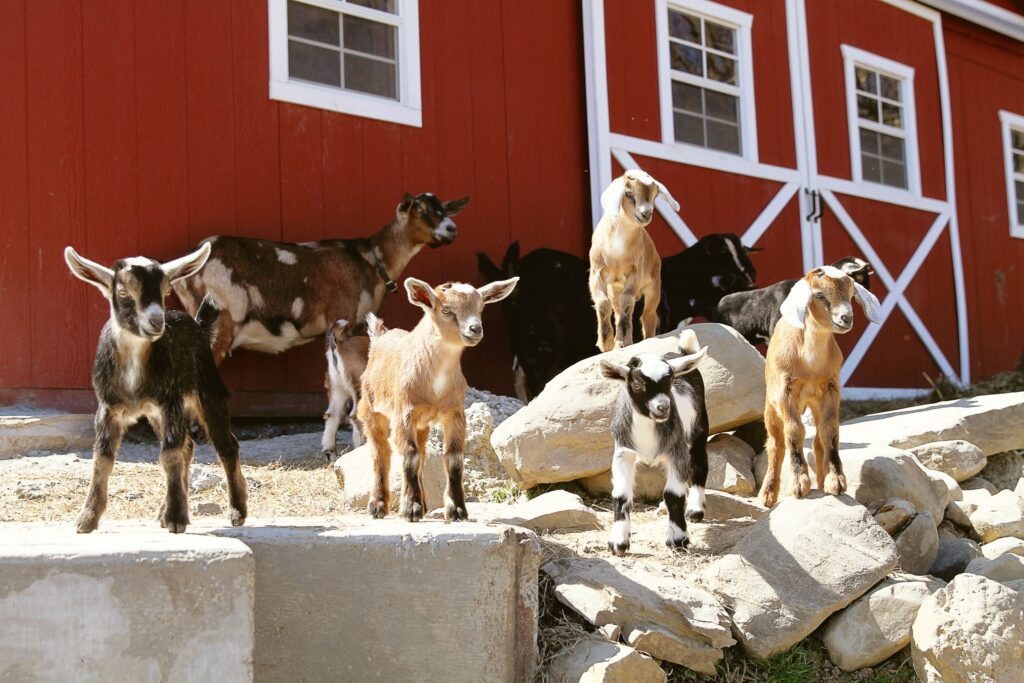 We chose to add Kinder Goats to our homestead as our first livestock.