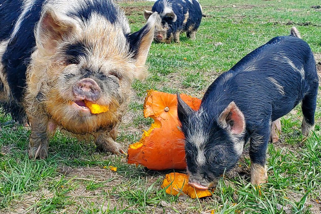 Pigs are another choice for farm livestock, and they are great at cleaning up garden leftovers.