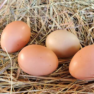 farm-fresh eggs in a nest