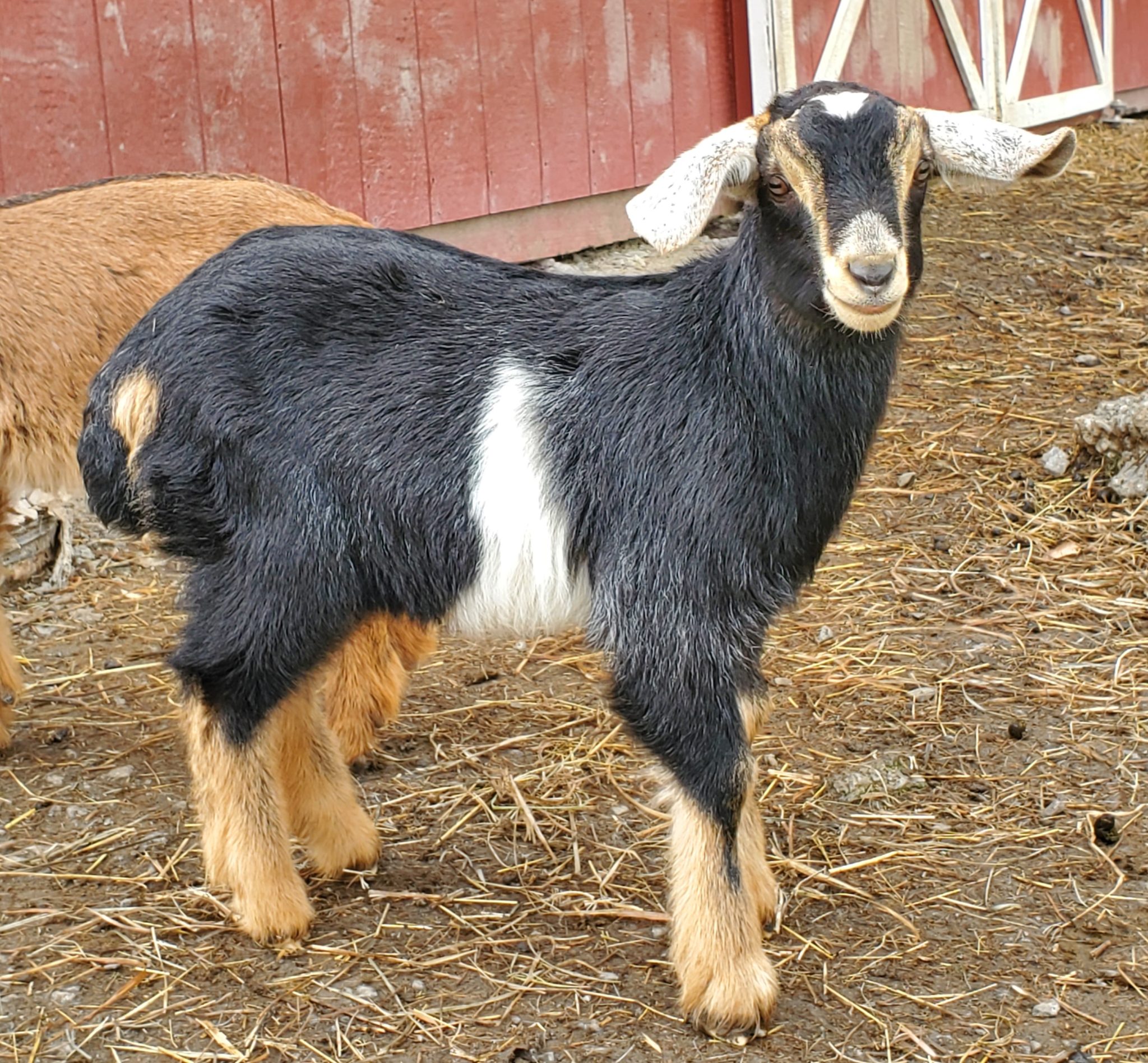 Picky Goats Kinder Goats - Oops-A-Daisy Farm