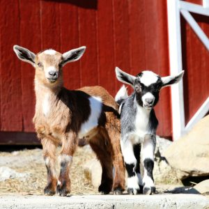baby goats