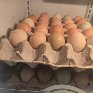 Farm Fresh Eggs
