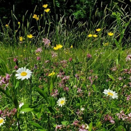 Wildflowers in a field