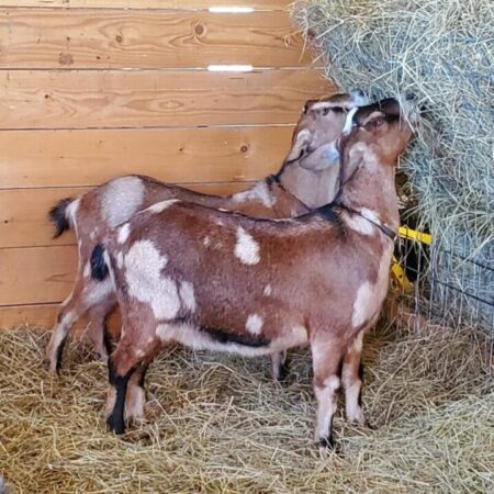 Two Kinder goat does eating hay